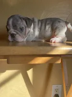 Salisbury, a female English Bulldog for sale in Cleveland, NC – Photo 6 of 9