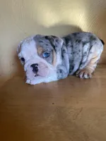 Salisbury, a female English Bulldog for sale in Cleveland, NC – Photo 8 of 9