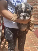 Chunky , a female English Bulldog for sale in Cleveland, NC – 6 of 7