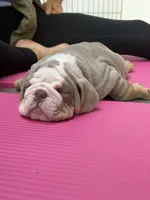 Watermelon, a male English Bulldog for sale in Cleveland, NC – 3 of 6