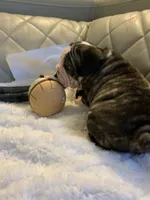 Big rope 2 , a male French Bulldog for sale in Cleveland, NC – 4 of 5