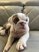 Rice , a female English Bulldog for sale in Cleveland, NC – 3 of 5
