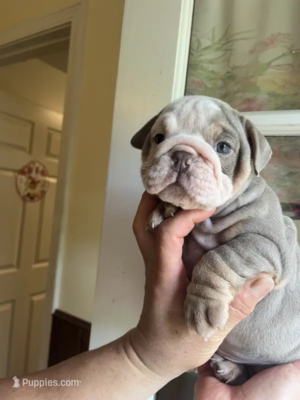 Watermelon – English Bulldog puppy for sale in Cleveland, NC