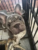 Merle , a female French Bulldog for sale in Cleveland, NC – 5 of 8