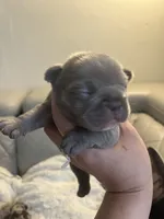 Kiki, a female French Bulldog for sale in Cleveland, NC – 1 of 6