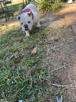 Bear , a male English Bulldog for sale in Cleveland, NC – 5 of 5