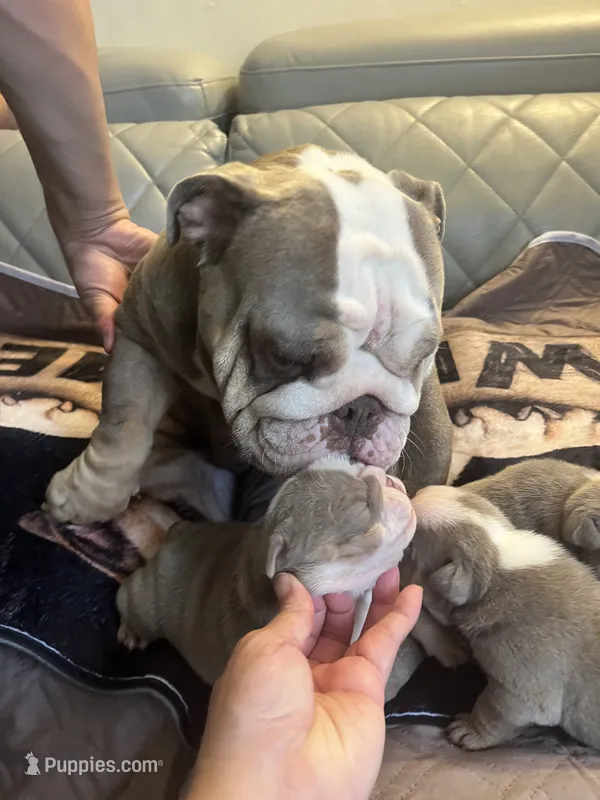 Watermelon – English Bulldog puppy for sale in Cleveland, NC