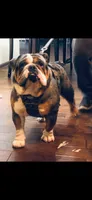Frankie, a male English Bulldog for sale in Cleveland, NC – 3 of 4