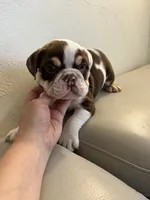 Fry, a female English Bulldog for sale in Cleveland, NC – 2 of 5