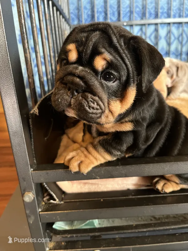 Black triangle  – English Bulldog puppy for sale in Cleveland, NC