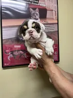 Fry, a female English Bulldog for sale in Cleveland, NC – 1 of 5
