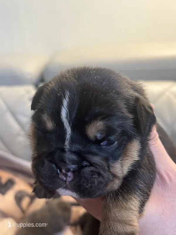 Stone – English Bulldog puppy for sale in Cleveland, NC