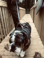 Frankie, a male English Bulldog for sale in Cleveland, NC – 2 of 4