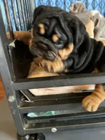 Black triangle , a female English Bulldog for sale in Cleveland, NC – 7 of 7