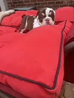 Fry, a female English Bulldog for sale in Cleveland, NC – 4 of 5