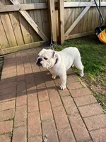 Sisi, a female English Bulldog for sale in Cleveland, NC – Photo 4 of 7