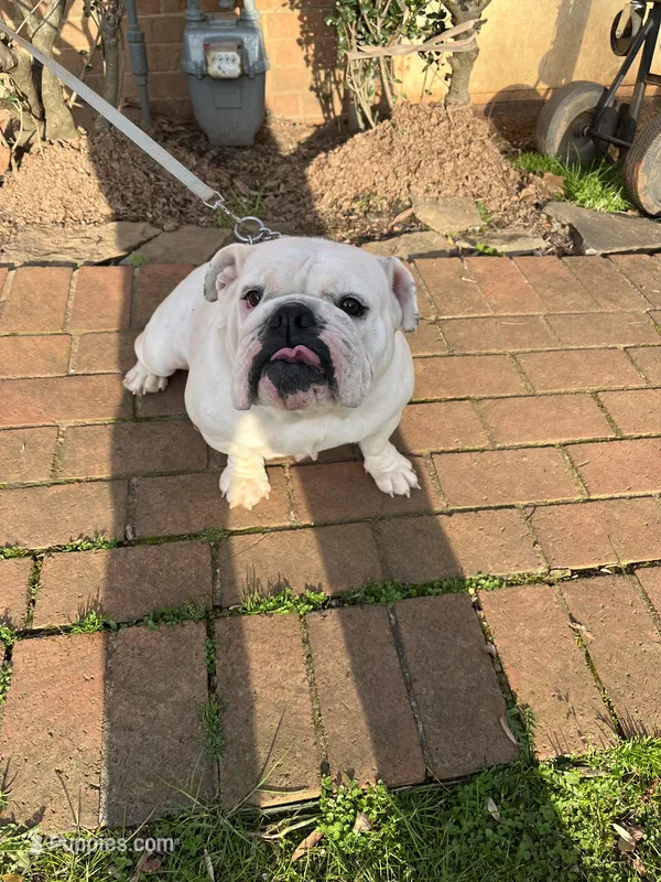 Sisi – English Bulldog puppy for sale in Cleveland, NC