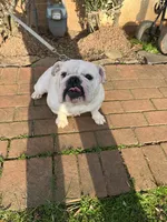 Sisi, a female English Bulldog for sale in Cleveland, NC – Photo 1 of 7