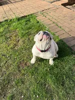 Sisi, a female English Bulldog for sale in Cleveland, NC – Photo 6 of 7