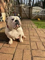 Sisi, a female English Bulldog for sale in Cleveland, NC – Photo 3 of 7