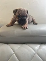 Maya , a female English Bulldog for sale in Cleveland, NC – 4 of 5