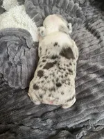 Merle , a female French Bulldog for sale in Cleveland, NC – 4 of 8