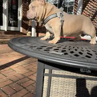 Moon , a female American Bully for sale in Cleveland, NC – Photo 3 of 6