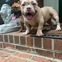 Moon , a female American Bully for sale in Cleveland, NC – Photo 6 of 6