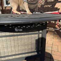 Moon , a female American Bully for sale in Cleveland, NC – Photo 2 of 6