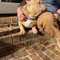 Moon , a female American Bully for sale in Cleveland, NC – Photo 4 of 6