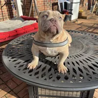 Moon , a female American Bully for sale in Cleveland, NC – Photo 1 of 6