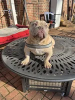 Moon , a female American Bully for sale in Cleveland, NC – Photo 1 of 6