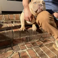 Moon , a female American Bully for sale in Cleveland, NC – Photo 5 of 6