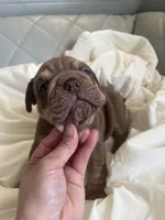 Pet, a male English Bulldog for sale in Cleveland, NC – 1 of 5