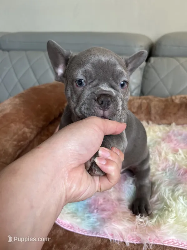 Kiki – French Bulldog puppy for sale in Cleveland, NC