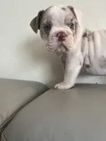 Merle , a female English Bulldog for sale in Cleveland, NC – 3 of 5
