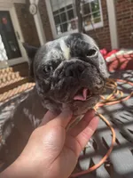 Lily , a female French Bulldog for sale in Cleveland, NC – Photo 3 of 7