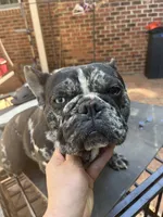 Lily , a female French Bulldog for sale in Cleveland, NC – Photo 5 of 7