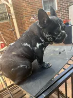 Lily , a female French Bulldog for sale in Cleveland, NC – Photo 4 of 7