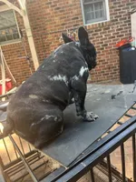 Lily , a female French Bulldog for sale in Cleveland, NC – Photo 7 of 7