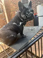Lily , a female French Bulldog for sale in Cleveland, NC – Photo 6 of 7