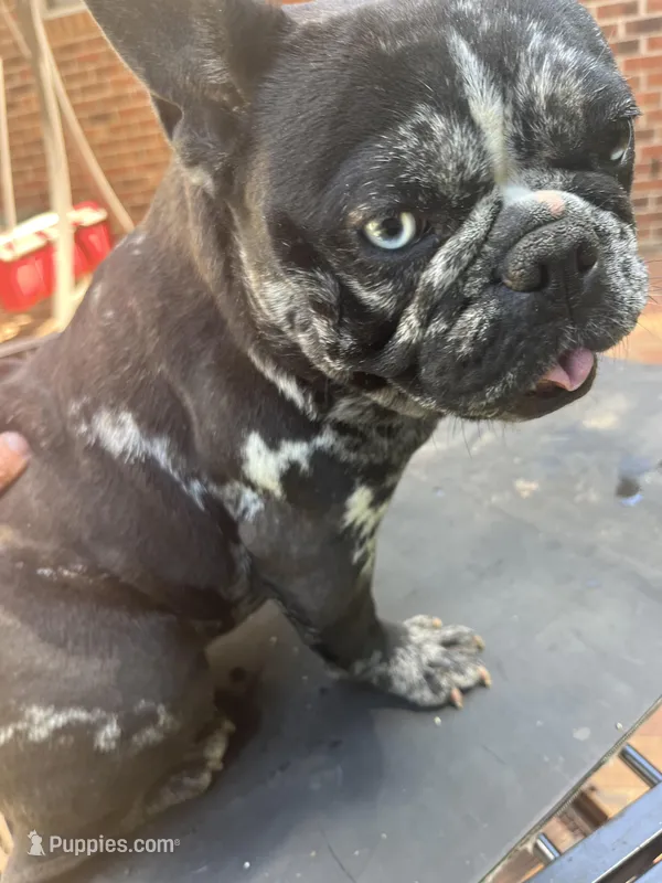 Lily  – French Bulldog puppy for sale in Cleveland, NC