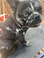 Lily , a female French Bulldog for sale in Cleveland, NC – Photo 1 of 7