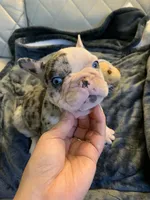 Merle , a female French Bulldog for sale in Cleveland, NC – 2 of 8