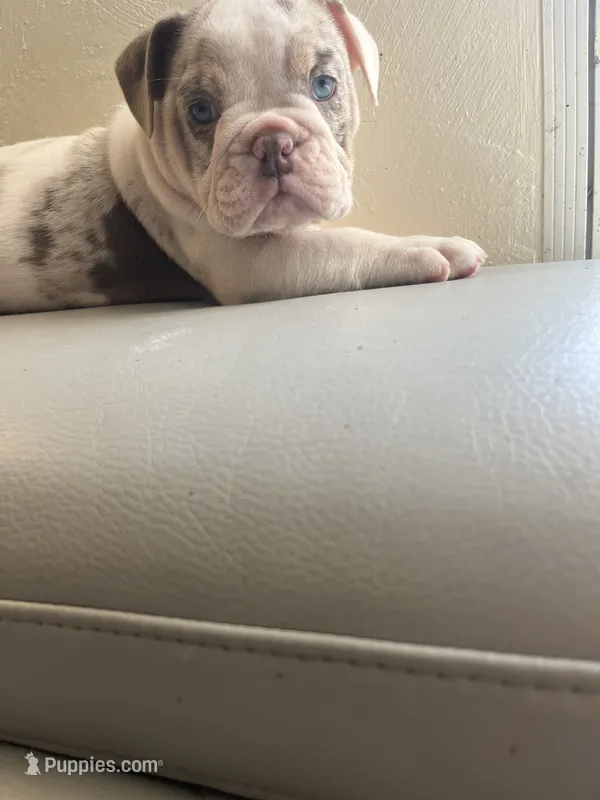 Merle  – English Bulldog puppy for sale in Cleveland, NC