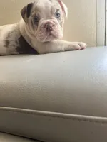Merle , a female English Bulldog for sale in Cleveland, NC – 1 of 5