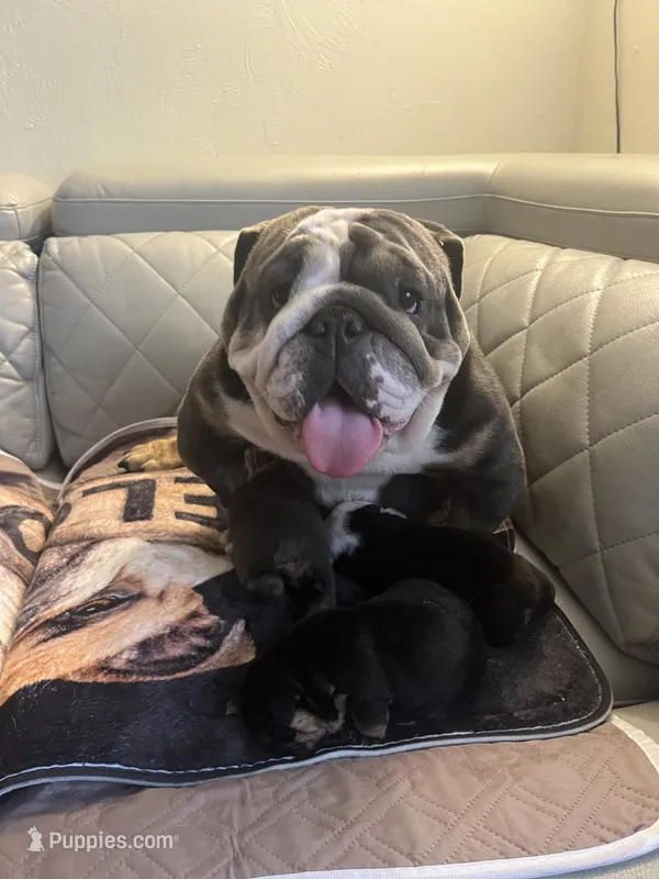 Mango – English Bulldog puppy for sale in Cleveland, NC