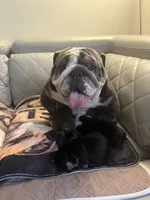 Mango, a female English Bulldog for sale in Cleveland, NC – 2 of 5
