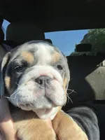 Chunky , a female English Bulldog for sale in Cleveland, NC – Photo 2 of 4