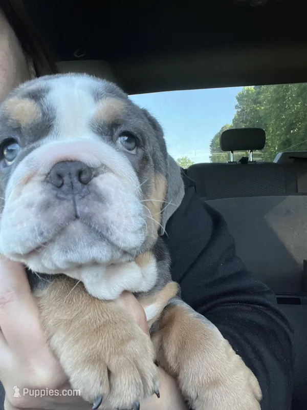 Chunky , a female English Bulldog for sale in Cleveland, NC – Photo 1 of 4